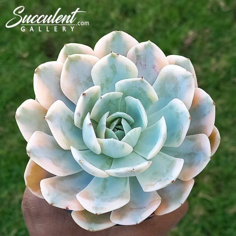 Echeveria Runyonii Variegated