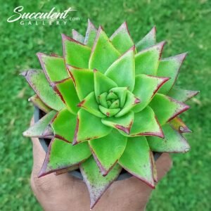 Echeveria agavoid lipstick Big