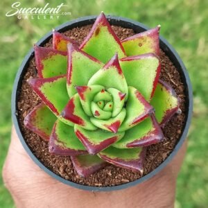 Echeveria agavoid lipstick  Small