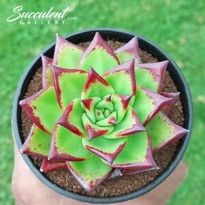 Echeveria agavoides ‘Lipstick’