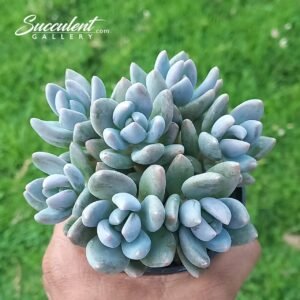 Pachyveria ‘Blue Mist’ multiplant