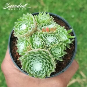 Sempervivum ‘Cobweb’ Multi bnch