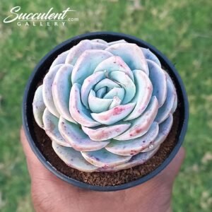 Echeveria Dream rose Hybrid [Imported]