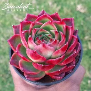 Echeveria ZHuying Hybrid [Import]