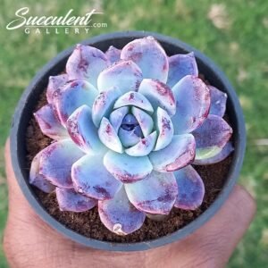 Echeveria arabian night Hybrid [Imported]