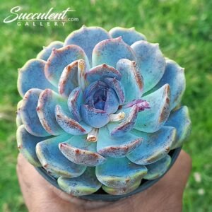 Echeveria ‘blue berry’ Hybrid [Imported]