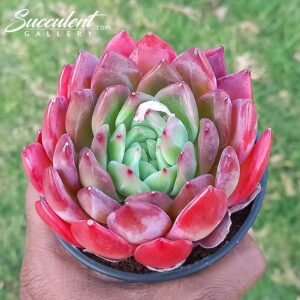 Echeveria ‘cold rainy night’