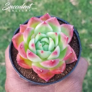 Echeveria lifang