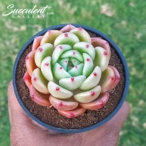 imported succulents