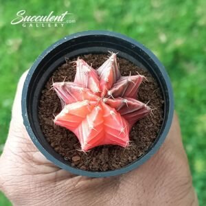 Gymno ‘flamingo star’