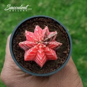 Gymno ‘pink ember’ small