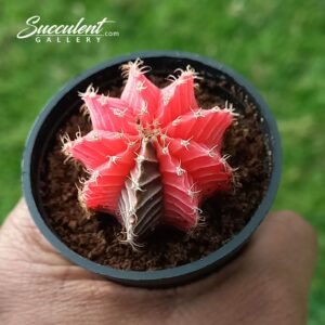 Gymno ‘rosey gem’ small