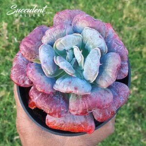 Echeveria Heart deligh