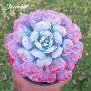 Echeveria ‘Raindrop’ Hybrid [Imported]