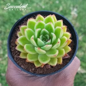 Echeveria ‘lemon lime’ [Imported]