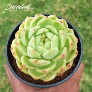 Echeveria ‘goldenbarely Hybrid’ [Imported]