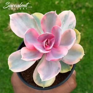 Echeveria Rainbow Big [Imported]