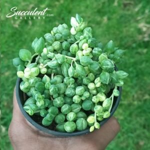 Variegated string of ‘raindrop’