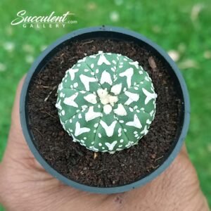 Astrophytum Superkabuto V 001 V3-4