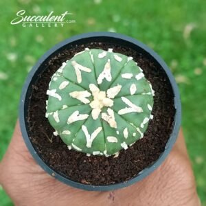 Astrophytum Superkabuto V 003 V3-4