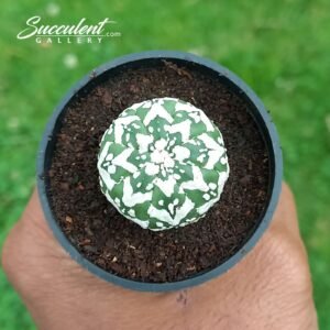 Astrophytum Superkabuto V 004 V3-4