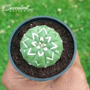 Astrophytum Superkabuto V Shape- 005 V3-4