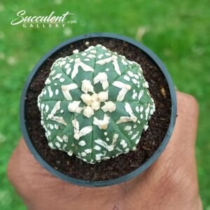 Astrophytum Superkabuto V  006 V3-4