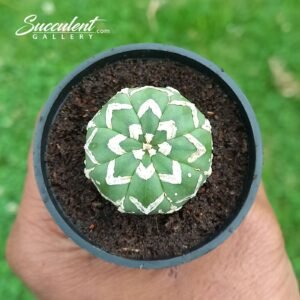 Astrophytum Superkabuto Vtype 007 V3-4