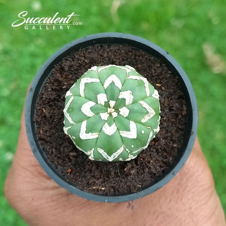 Astrophytum Superkabuto Vtype 007 V3-4