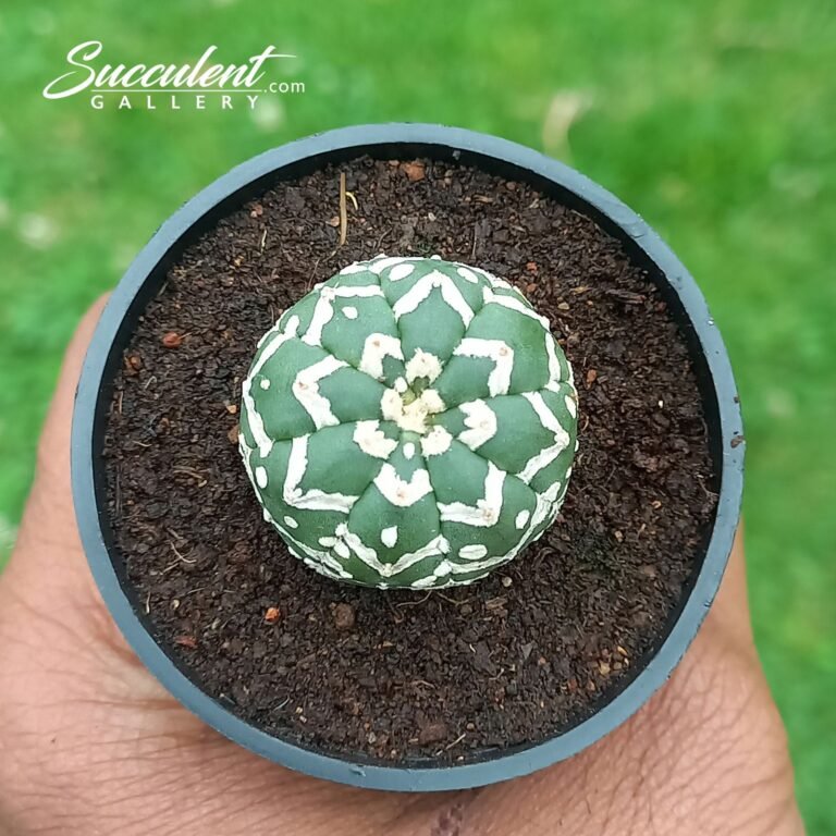 Astrophytum Superkabuto V Type