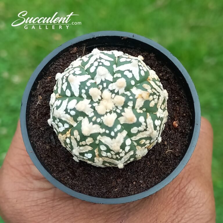 Astrophytum Superkabuto V type