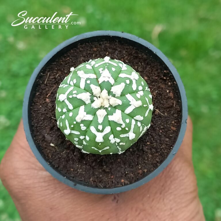 Astrophytum Superkabuto V 010 V3-4