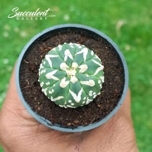 Astrophytum Superkabuto Vtype 011 V3-4