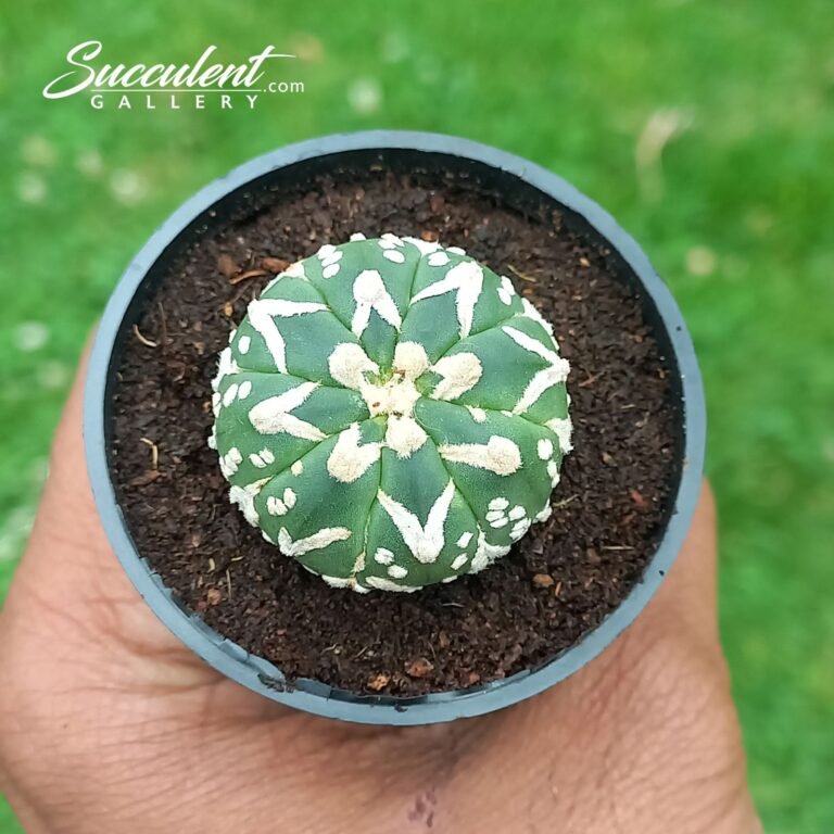 Astrophytum Superkabuto