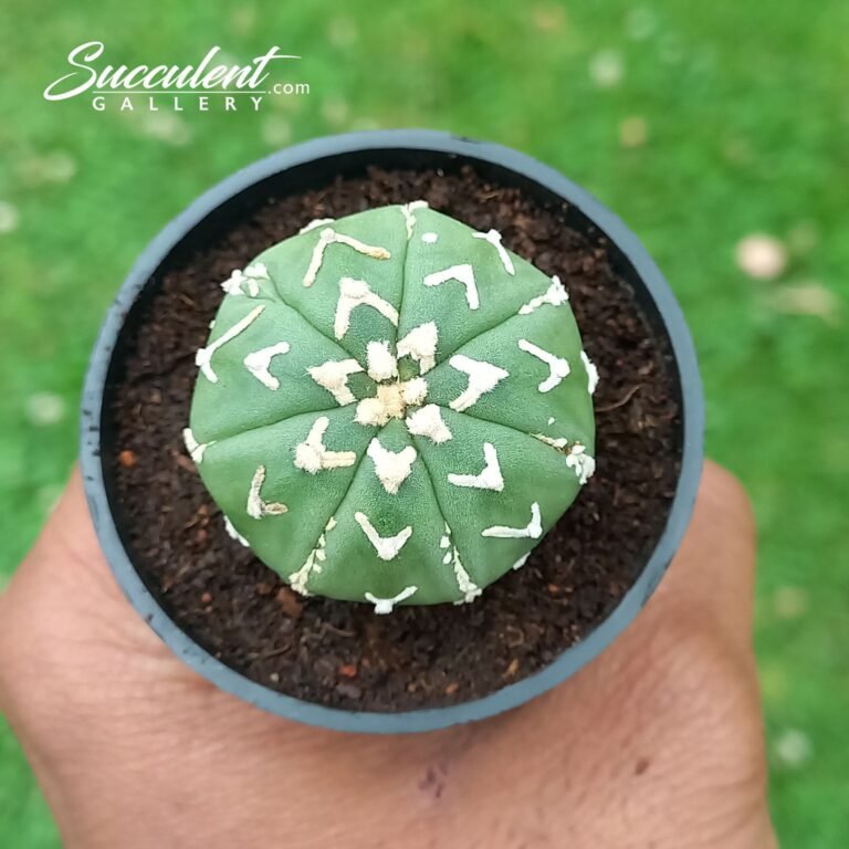 Astrophytum Superkabuto Vtype 012 V3-4