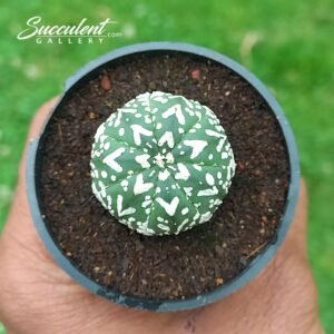 Astrophytum Superkabuto V type 013 V3-4