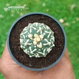 Astrophytum Superkabuto  014 V3-4