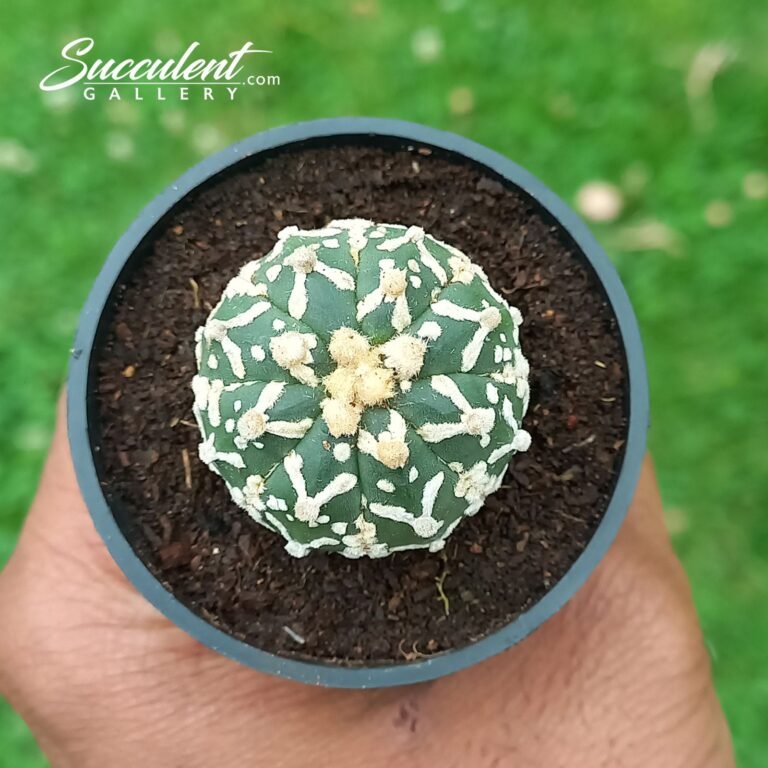 Astrophytum Superkabuto 014 V3-4
