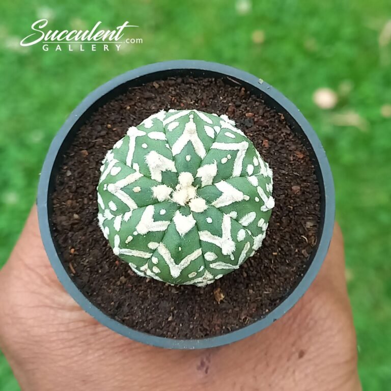 Astrophytum Superkabuto V type 015 V3-4