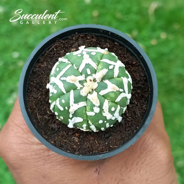 Astrophytum Superkabuto V Type 016 V3-4