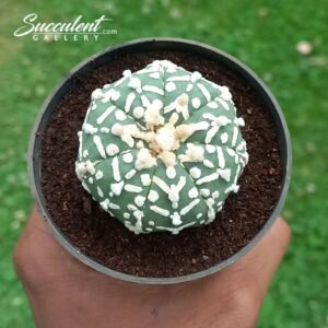 Astrophytum Superkabuto B 4-5 02