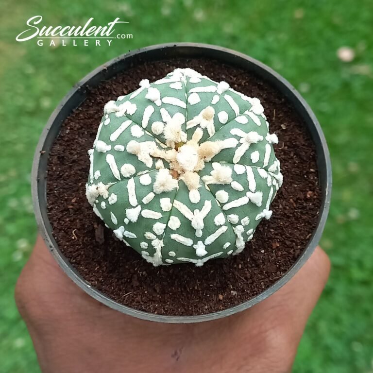 Astrophytum Superkabuto B 4-5 02