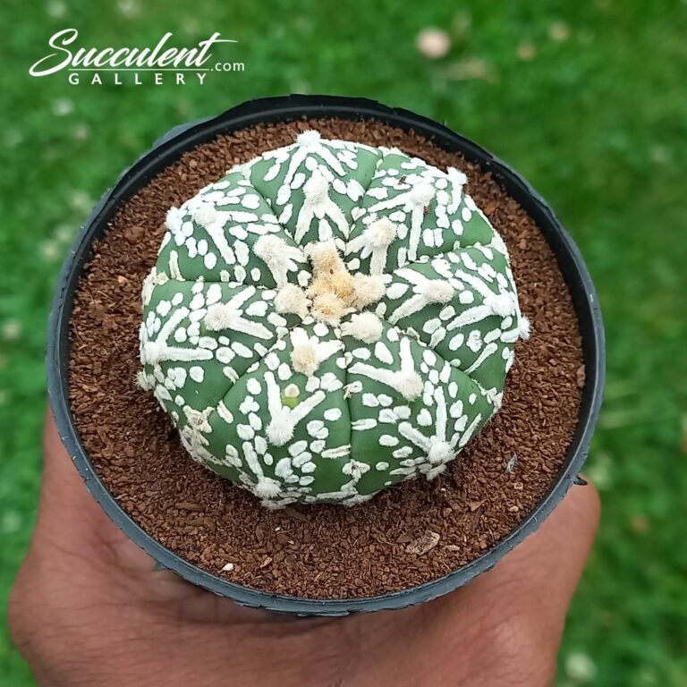 Astrophytum Superkabuto V Type