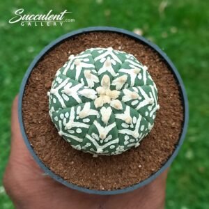 Astrophytum Superkabuto V Type BV 4-5 03