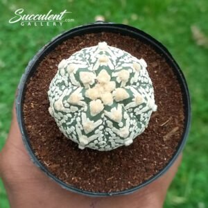 Astrophytum Superkabuto V Type B V 4-5 04