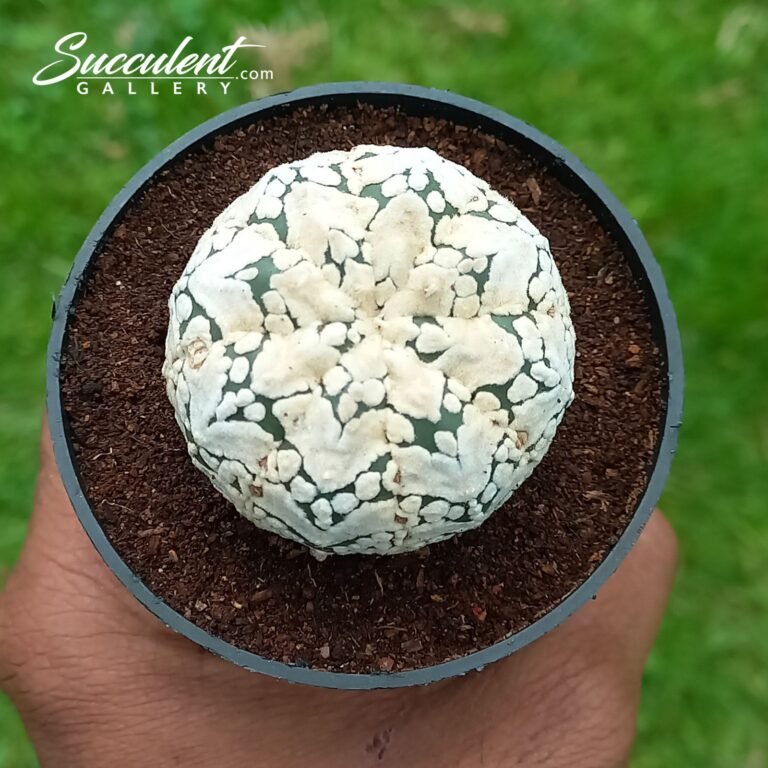 Astrophytum Superkabuto B V 4-5 05