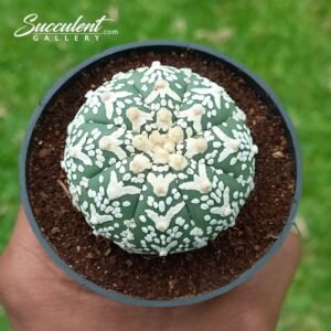 Astrophytum Superkabuto B V 4-5 06