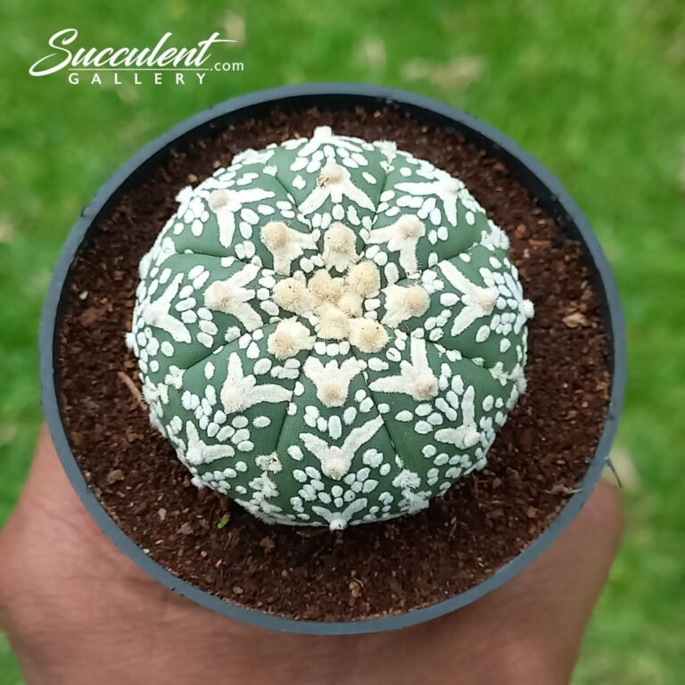 Astrophytum Superkabuto B V 4-5 06