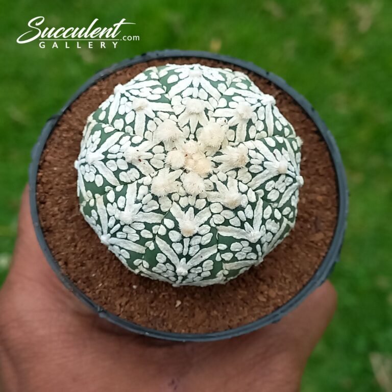 Astrophytum Superkabuto V Type B V 4-5 04