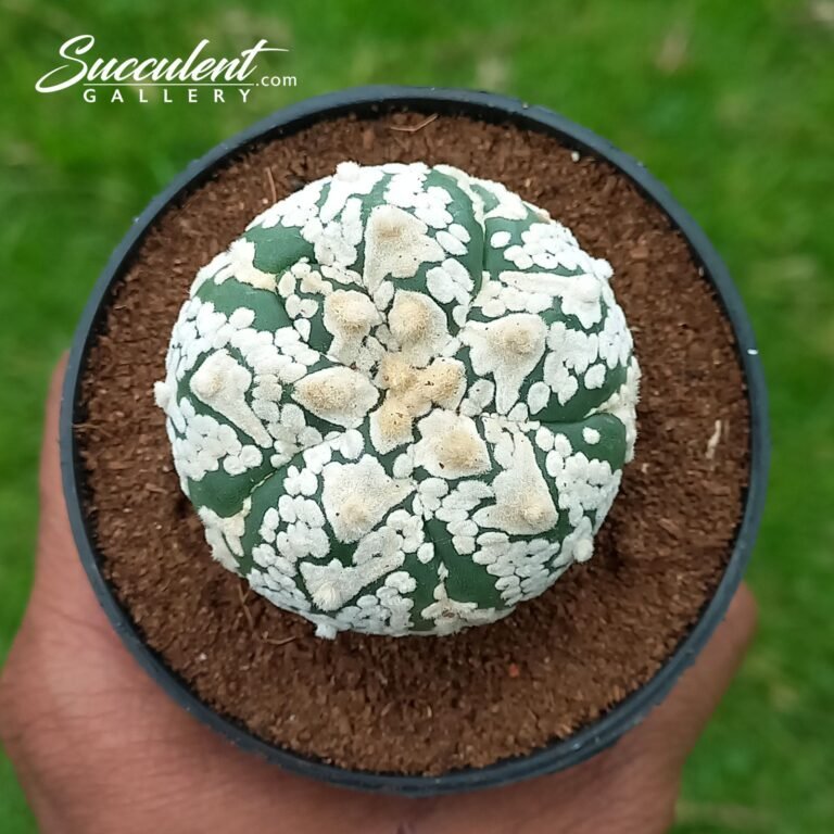 Astrophytum Superkabuto B V 4-5 08